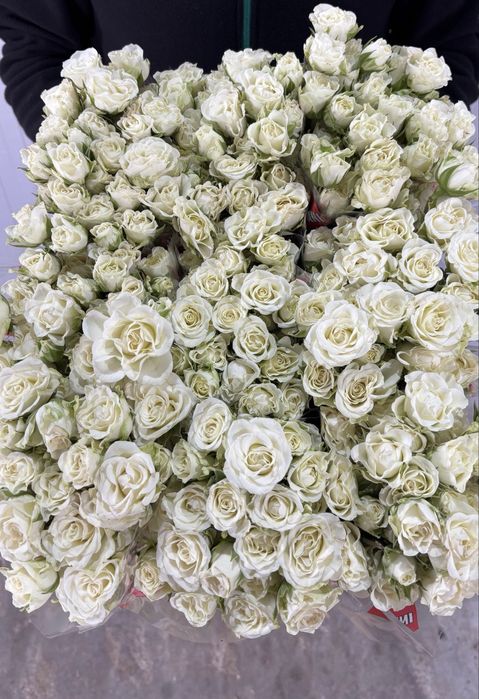 Тюльпаны оптом,розы,пионы,