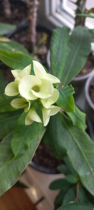 Молочаи эуфорбия