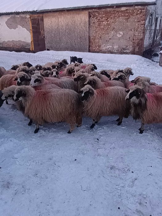 Oi gestante tinere și selectate