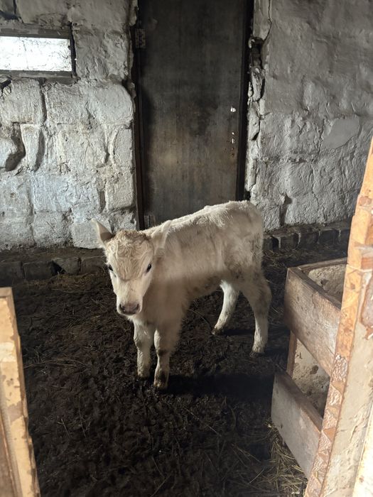 Корова с теленком