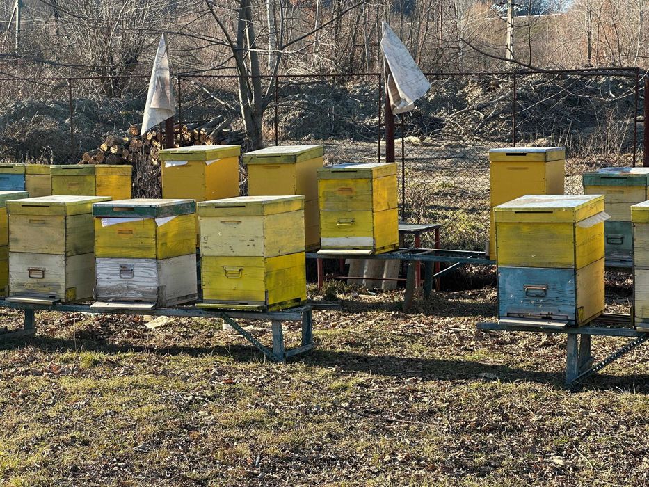 Stupi cu albine și pavilion apicol Mercedes Vario – Afacere la cheie!