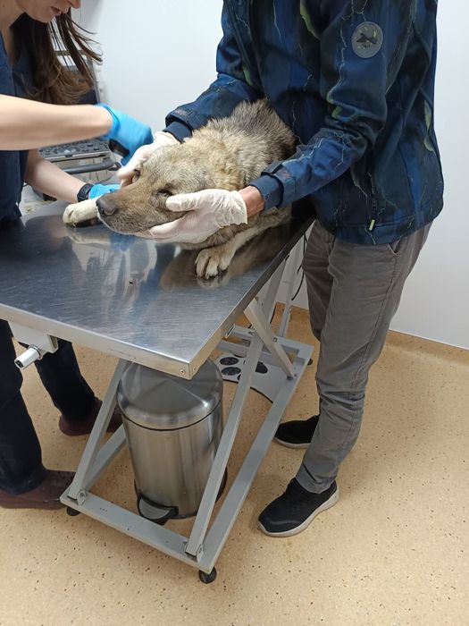 Adopție cățelușa adultă traumatizată