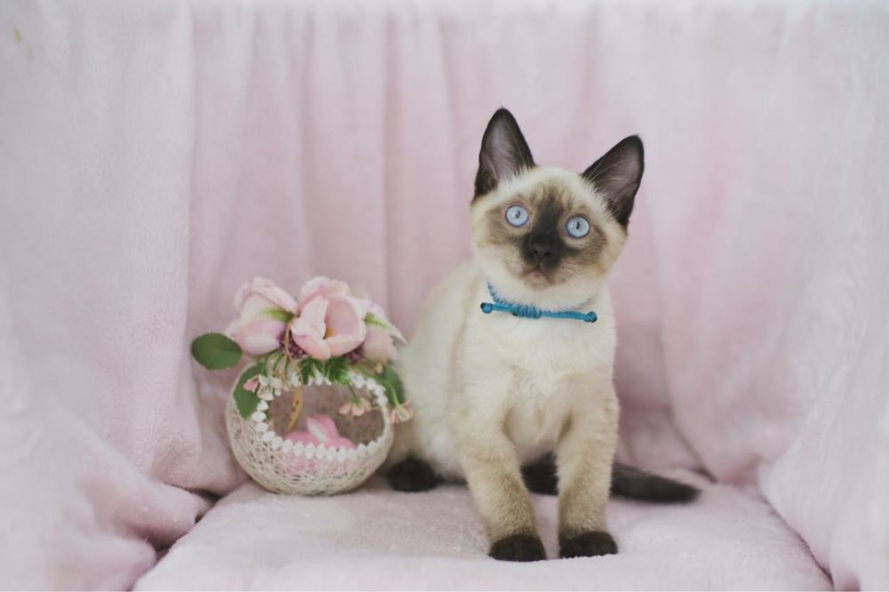 Сиамский мальчик