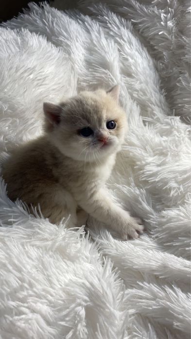 Котики кошечки британские