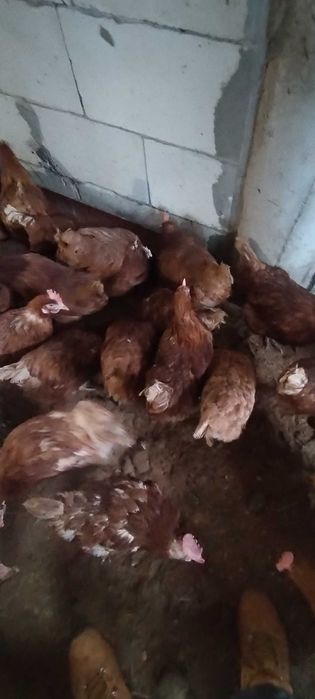 Gaini de ouă tinere