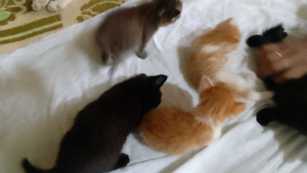 Котята - Раздаём бесплатно