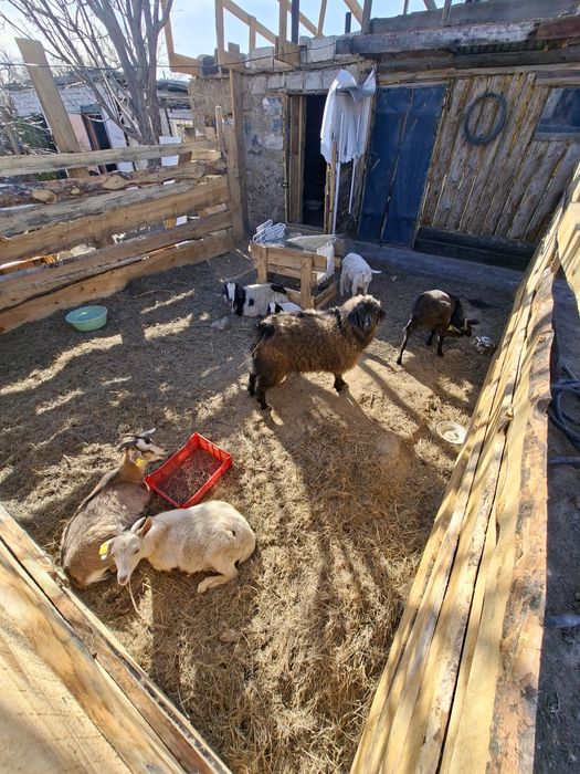 Продам козы         6ш