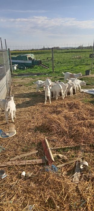 Vând iezi și iede sannen
