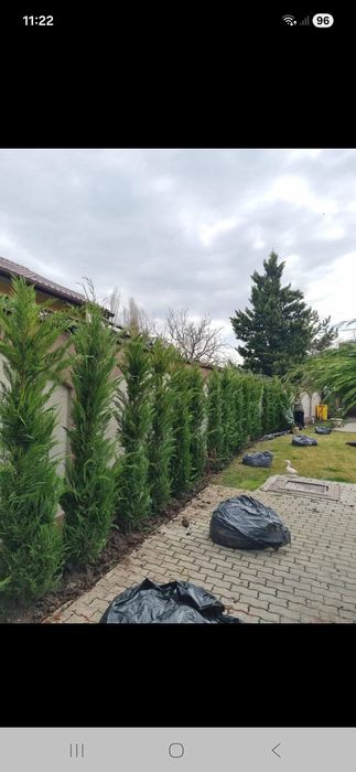 Vînd plante ornametale diferite mărimi