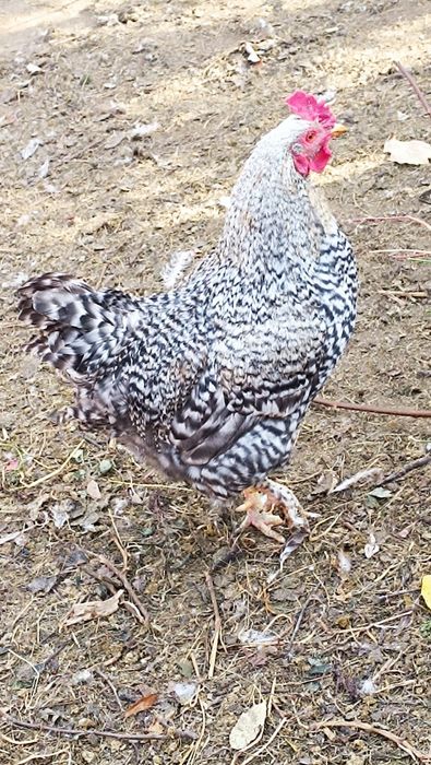 Петух на племя молодой