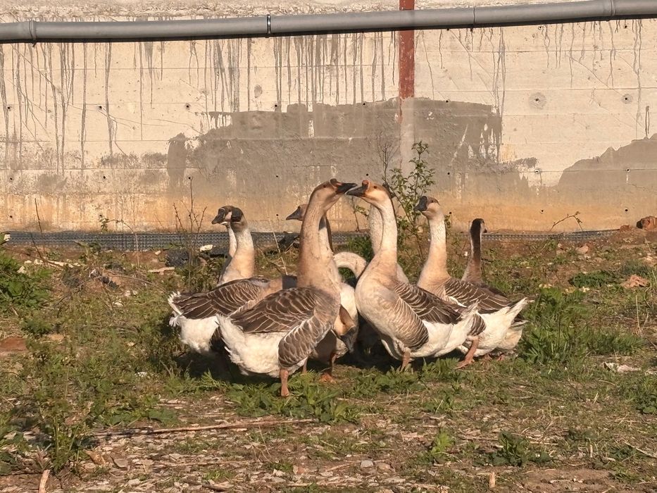 Gaste Americane buff Americana