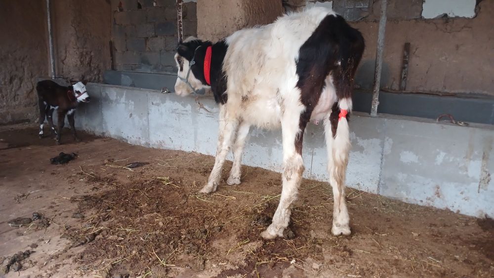 Бұзпулы сиыр сатылады туркестан