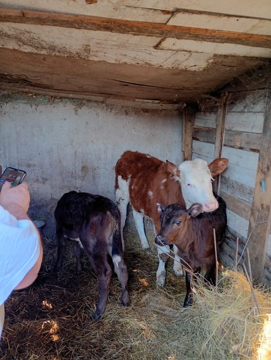 Vițel baltat de vanzare