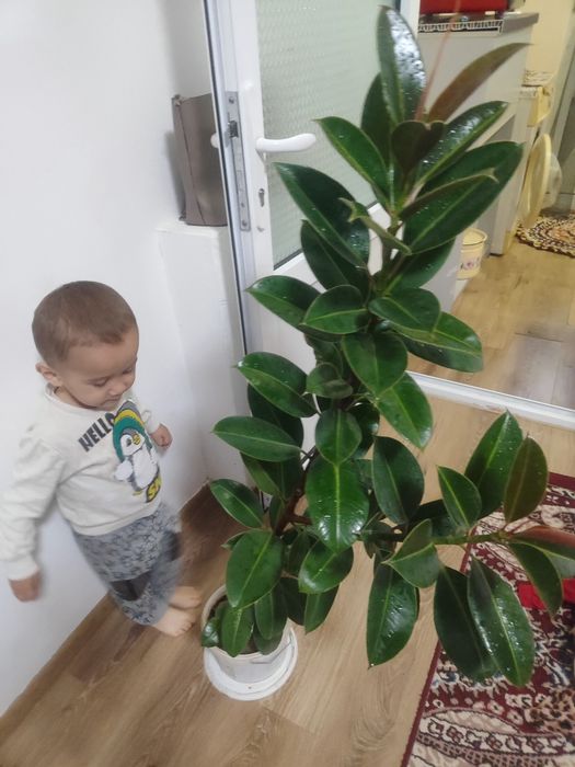 Transseksuallar uchun antiandrogenlar