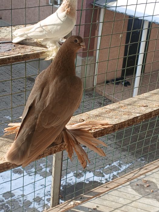 Голуби голуби голуби