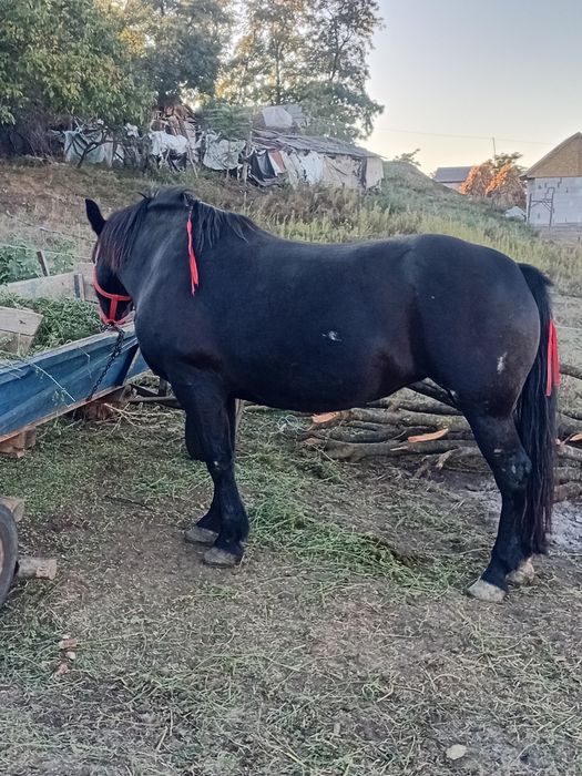 vând apă de opt ai garantată la căruță la orice probă e foarte cuminte mai multe detalii în privat