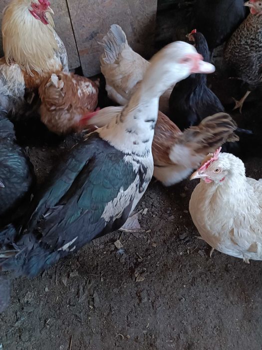 Молодой селезень индоутки