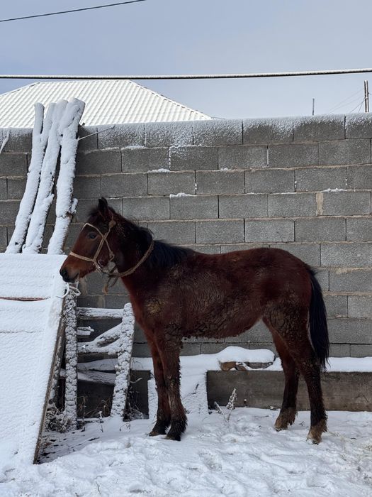 еркек тай сатылады