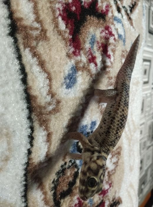 Сцинковый гикон ящерица