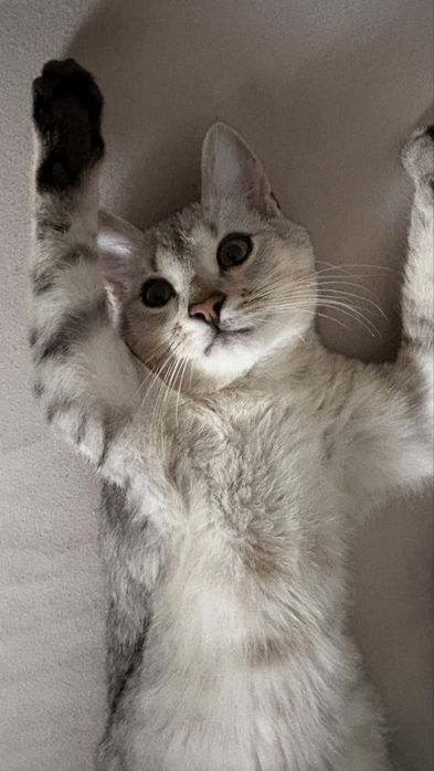 Adoptie pui de pisica