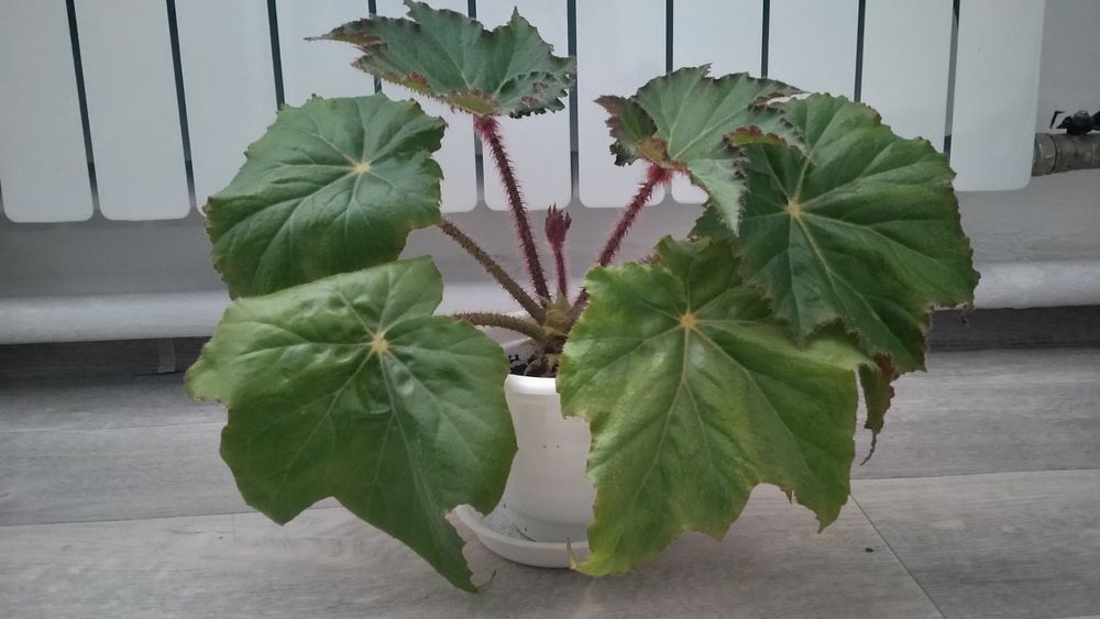 Продам комнатные цветы