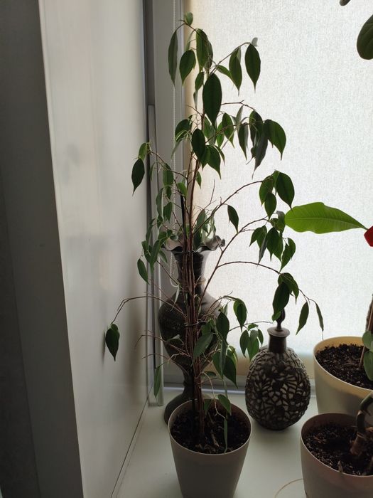 Комнатные цветы домашние