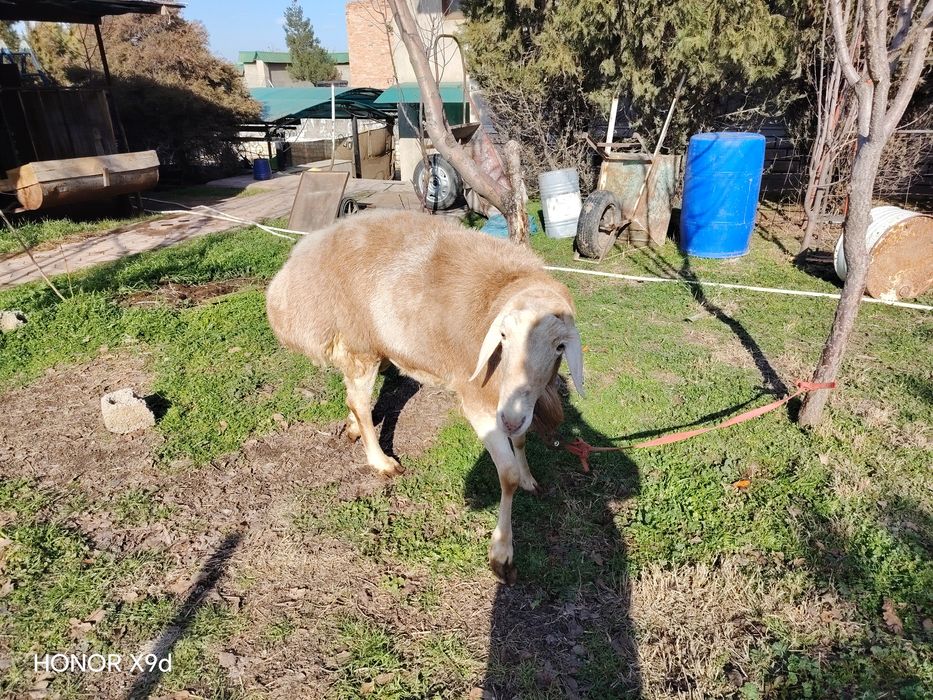 Qo‘chqor sotiladi nasilga