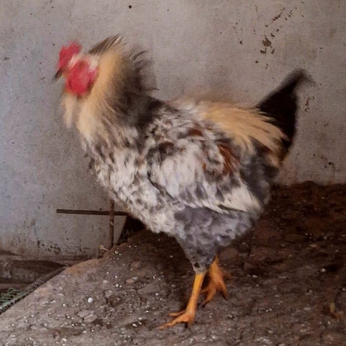 Продаются петухи