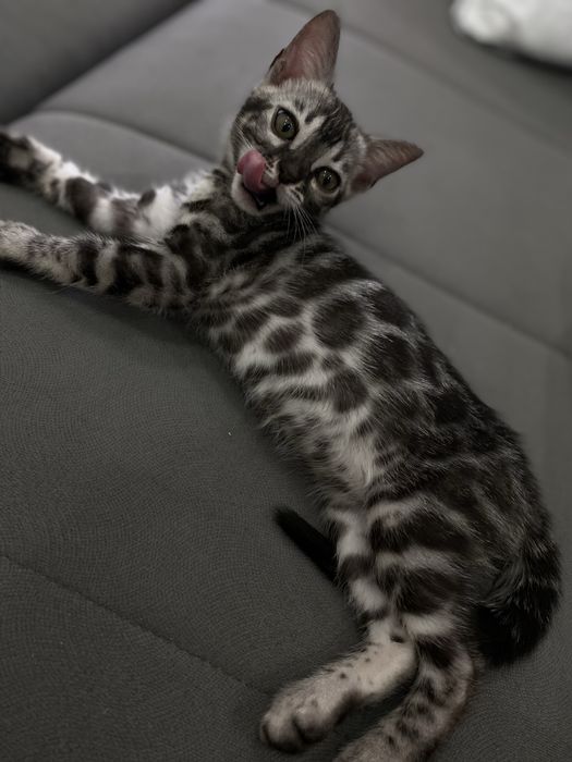 Бенгальские котята