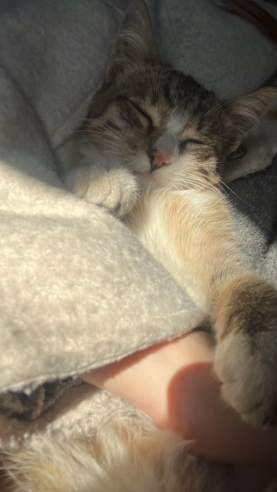 Ищем хороший дом для молодого котика!