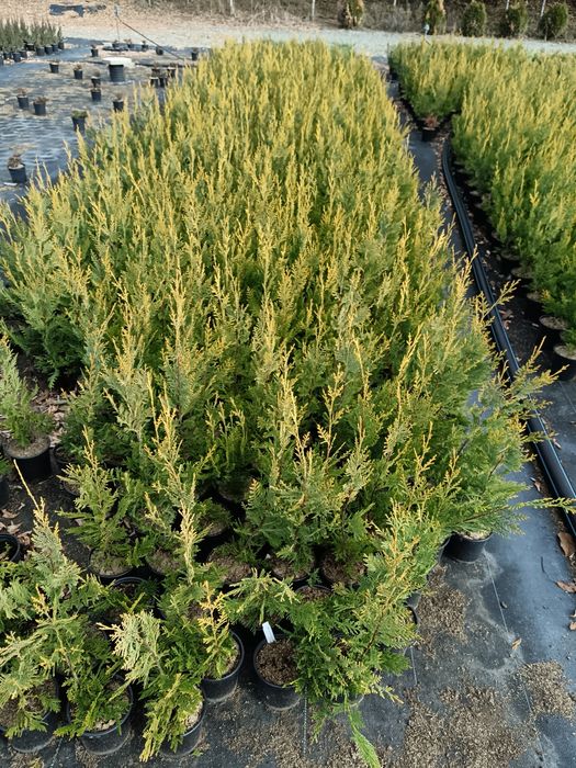 Лейланди 70 см 10 лв брой