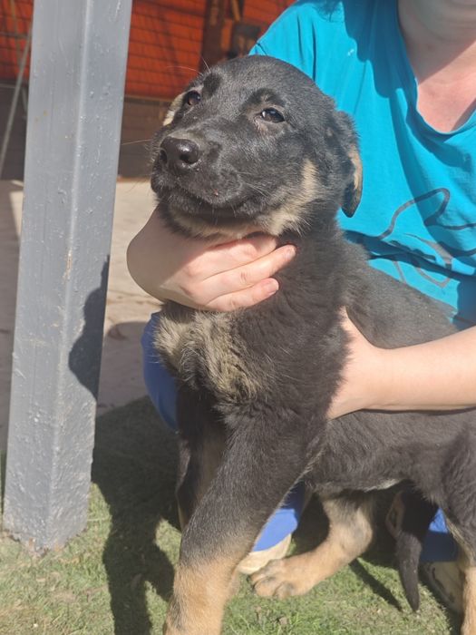 Щенки восточно-европейской овчарки