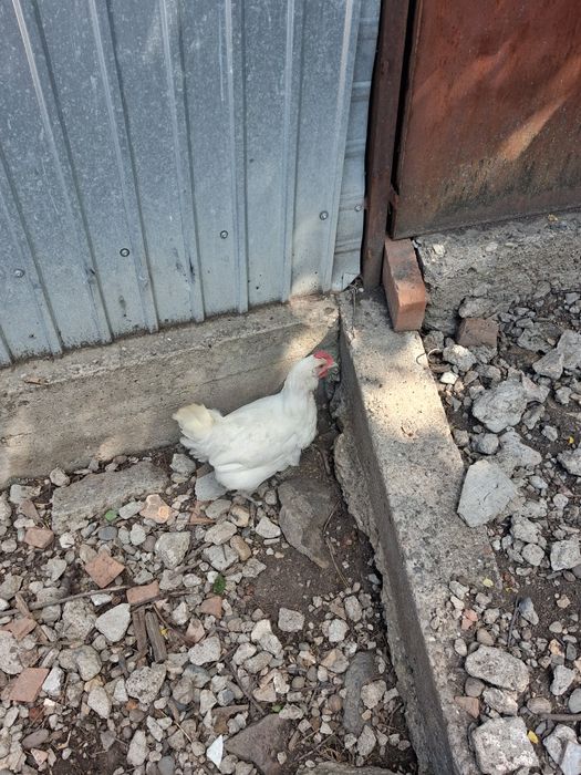 Găini Labrasse de vânzare