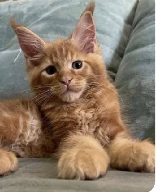Мейн кун котята.