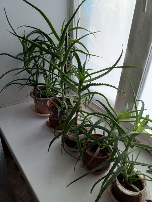 Алоэ и сок алоэ должны быть в каждом доме.