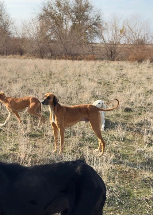 Тазы күшіктер сатылады