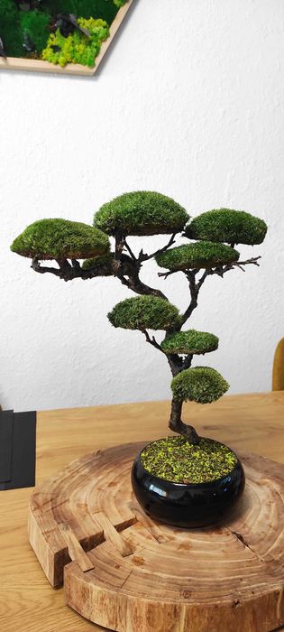 Бонсай със скандинавски мъх и стабилизирани растения!