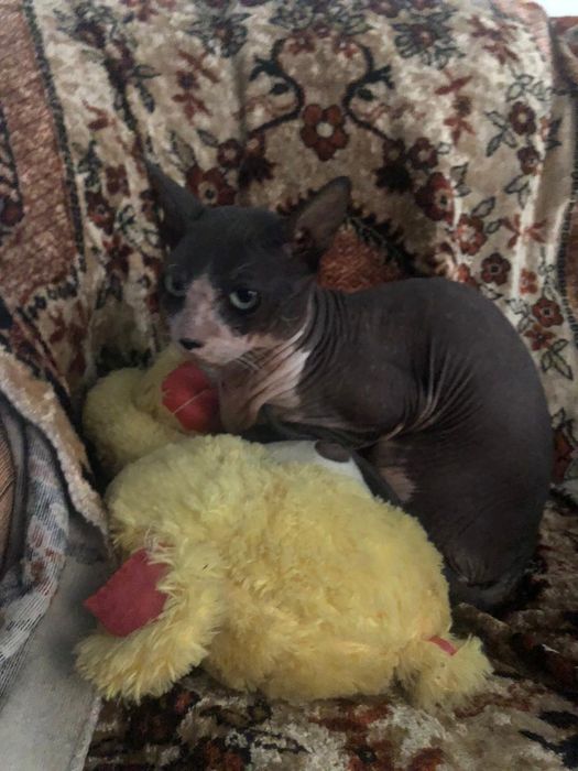 продаётся кот сфинкс