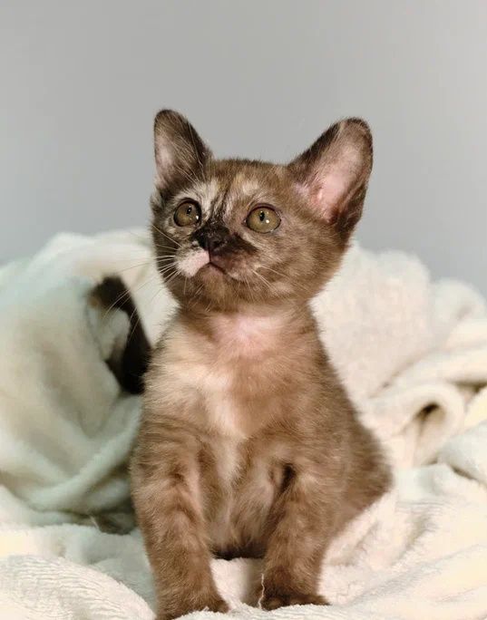 Котята Европейской Бурмы