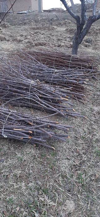 Утин сотилади шохини боги 15 минг сум югони кундаси 1милён бешюзминг