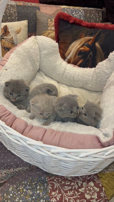 Котета Шотландски фолд и котета Британски късокосмести