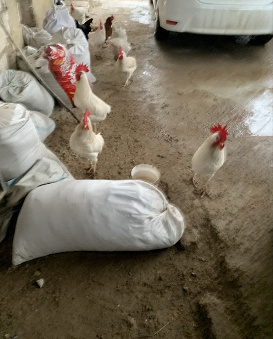 Әтештер сатылады!