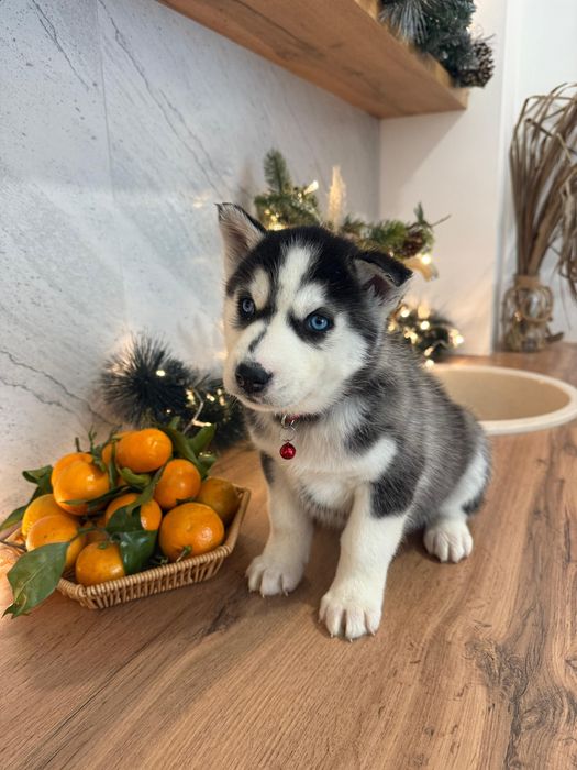 Голубоглазые мальчики хаски