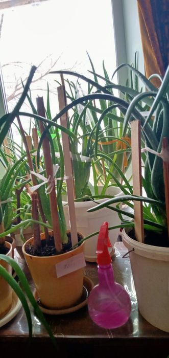 Алоэ лечебное домашнее