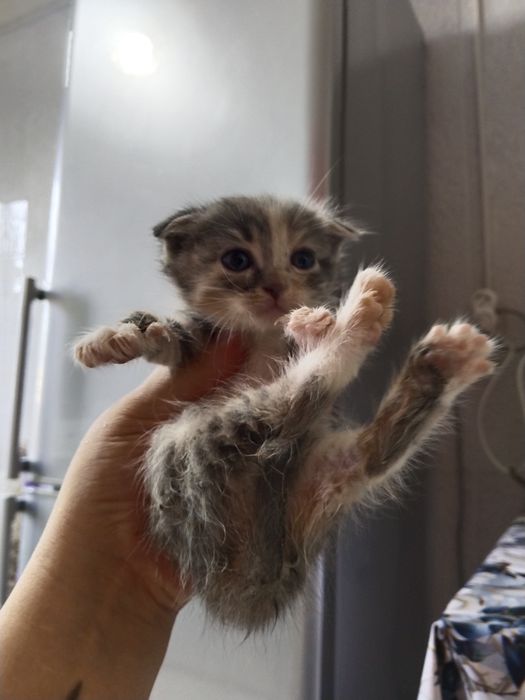 Отдаю Котят Бесплатно Сергели