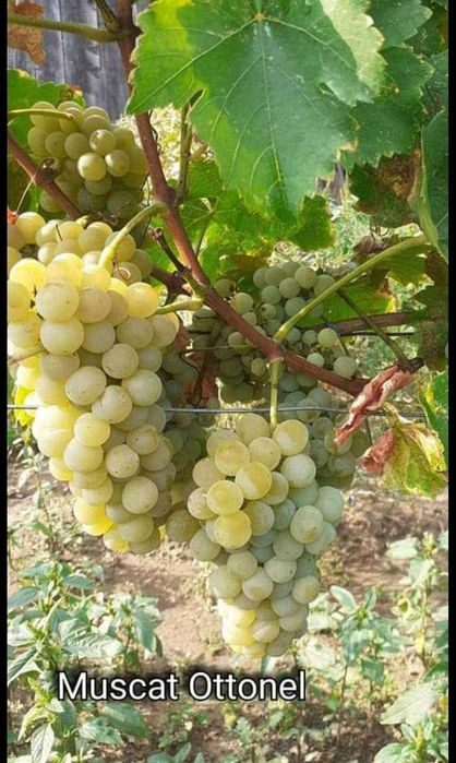 Butași de vită de vie de anul 2 și de anul 3