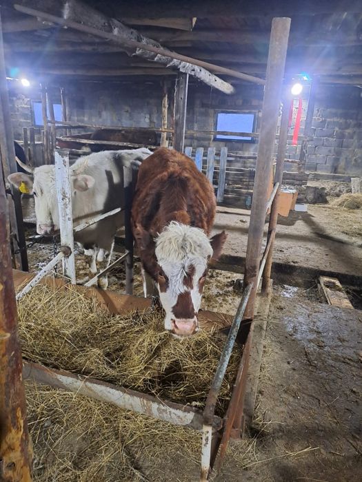 Корова первотелка