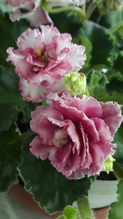 Фиалка/сенполия. Сортовая.