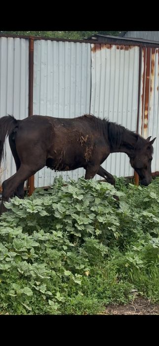 Тай ургашы тай байтал лошадь жылкы кобылка
