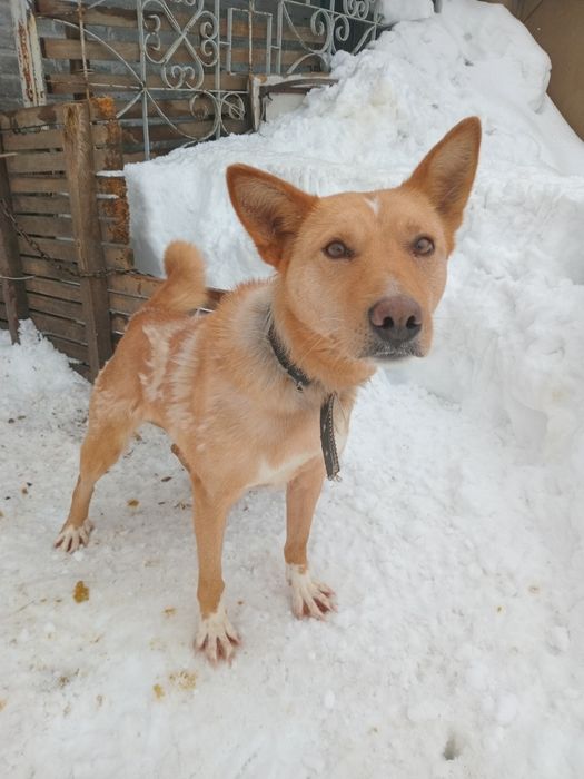 Срочно отдам собаку.